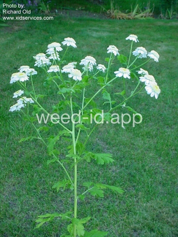 feverfew